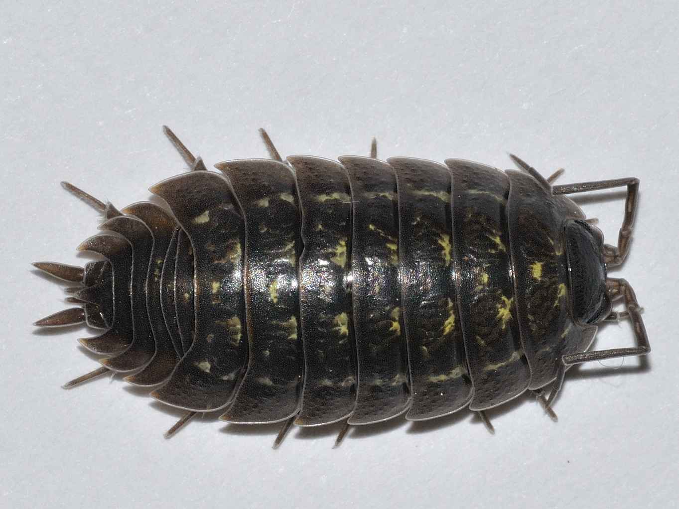 Porcellionidae - Porcellio pumicatus